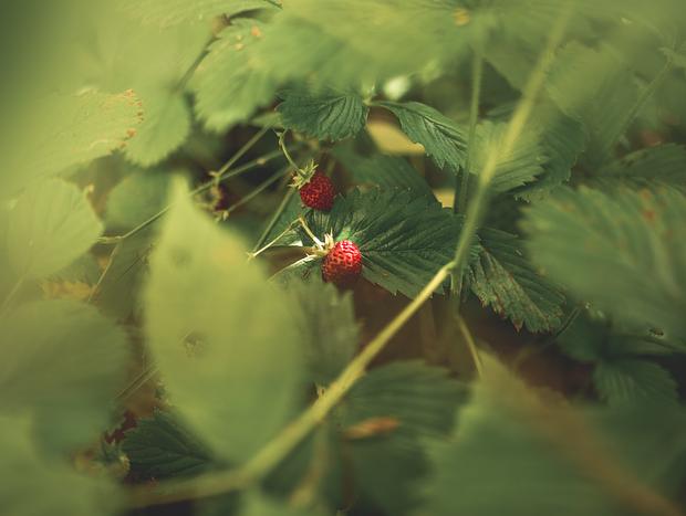 Photo 2 for Sunny Creek Fruit & Berry Farm
