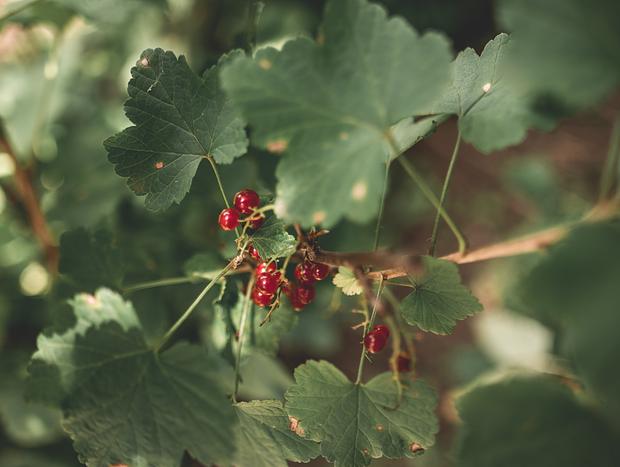 Photo 5 for Sunny Creek Fruit & Berry Farm