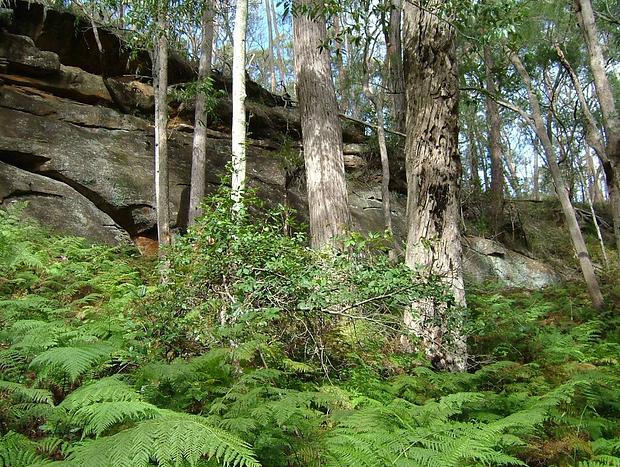 Photo 31 for Hermitage Cottage Farm Kurrajong