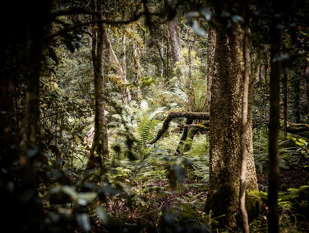 Photo 5 for Explore The Magical Burraga Swamp