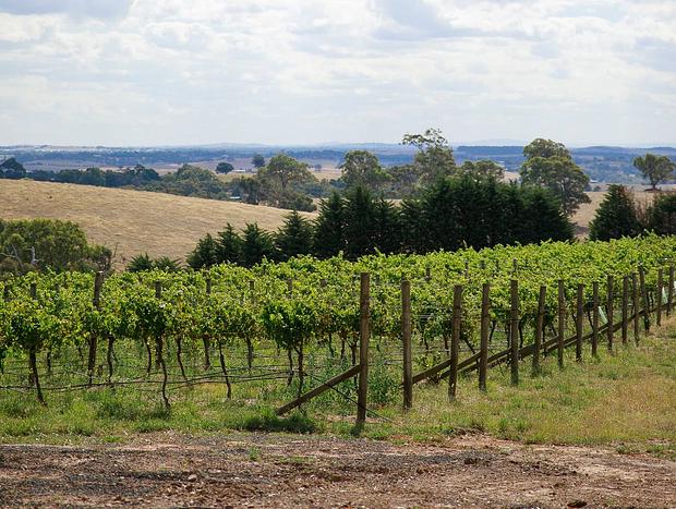 Photo 20 for Vineyard and farm-stay in the Yarra Valley Region (A2)