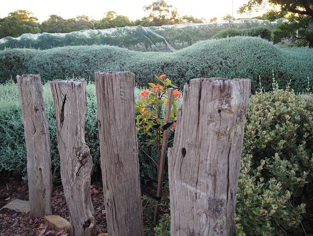 Photo 21 for Vineyard and farm-stay in the Yarra Valley Region (A2)