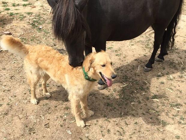 Photo 20 for Pyrenees Farm Stay B&B - Pet Friendly - Entire Cabin