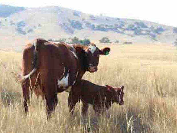 Photo 27 for Pyrenees Farm Stay B&B - Pet Friendly - Entire Cabin