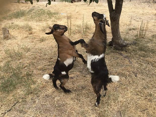 Photo 19 for Pyrenees Farm Stay B&B - Pet Friendly - Entire Cabin