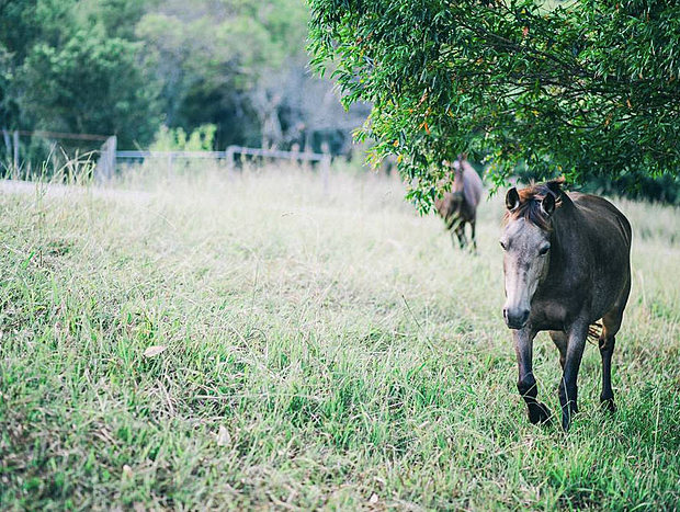 Photo 31 for Bellingen Farm House: WeilHouse Living