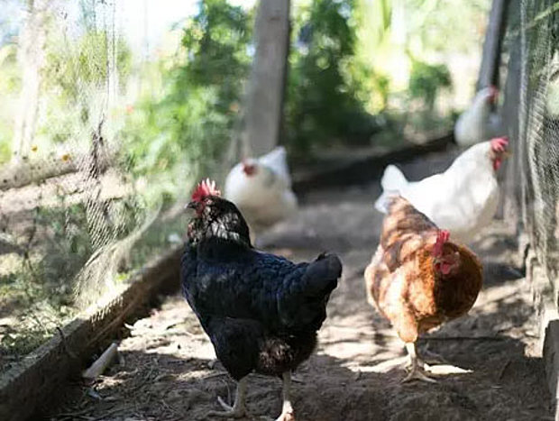 Photo 19 for Bellingen Vintage Farmstay: WeilHouse Living