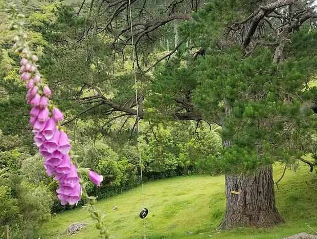 Photo 17 for Bliss Retreat - Kereru Site