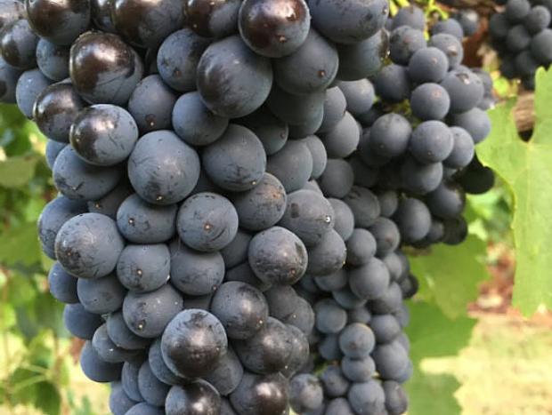 Photo 2 for Hide and Seek Vineyard