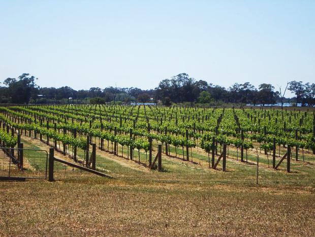 Photo 1 for Hide and Seek Vineyard