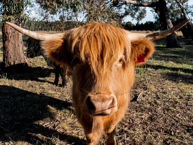 Photo 2 for Feed the Highland Cows