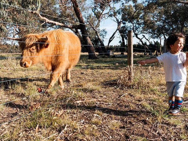 Photo 3 for Feed the Highland Cows