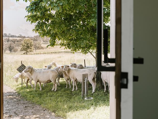 Photo 1 for Down the Sheep Trail