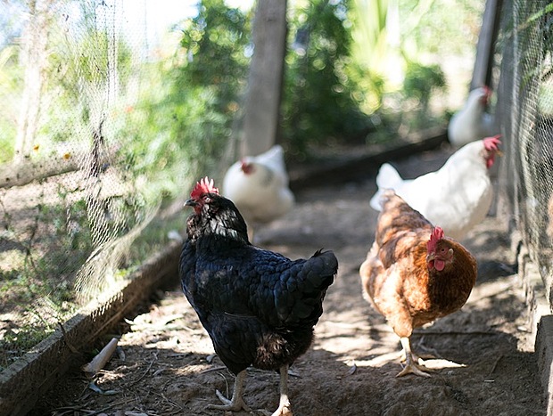 Photo 33 for Bellingen Farm House: WeilHouse Living