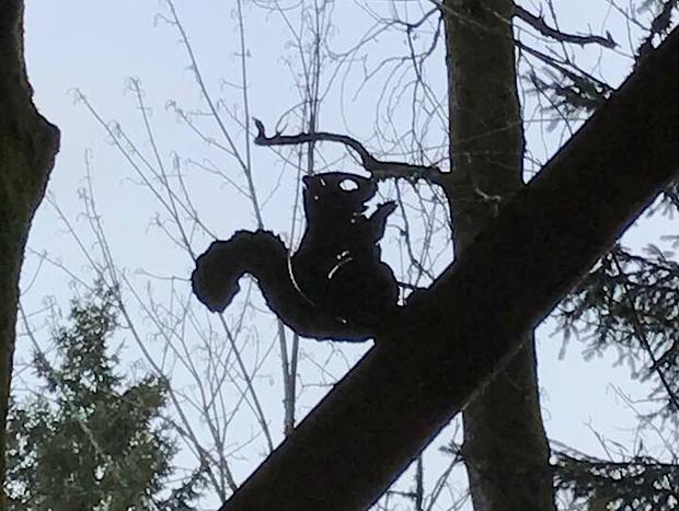 Photo 17 for Squirrel's Nest Treehouse