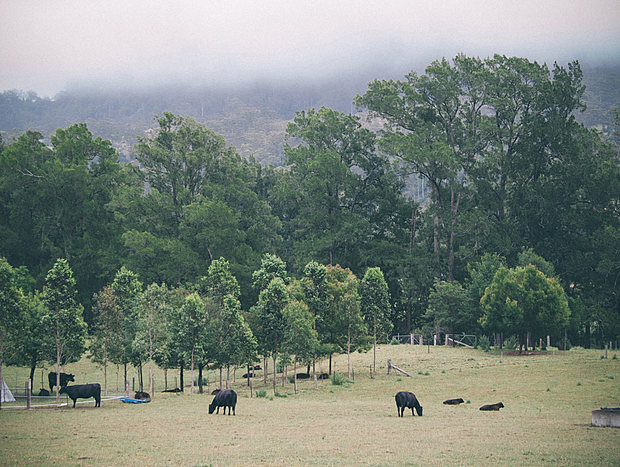 Photo 28 for The Dairy at Broger's End Kangaroo Valley
