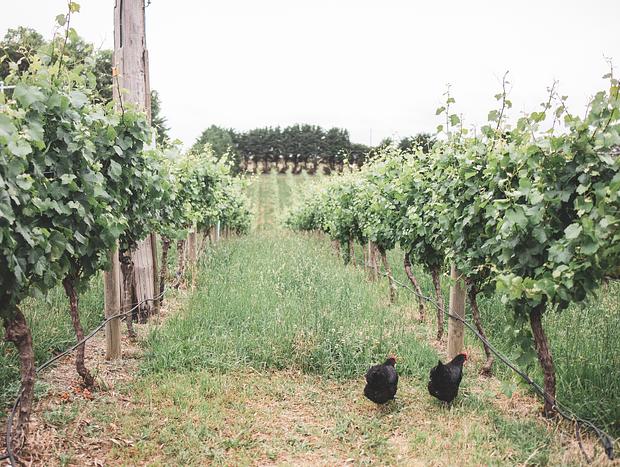 Photo 5 for Shaws Road Winery