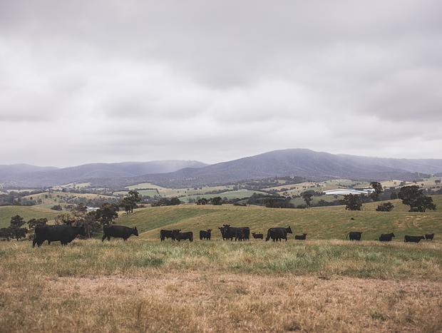 Photo 9 for Wandering Around the Green Hills