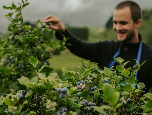 Photo 2 for Blueberry Picking at Te Kopia Farm