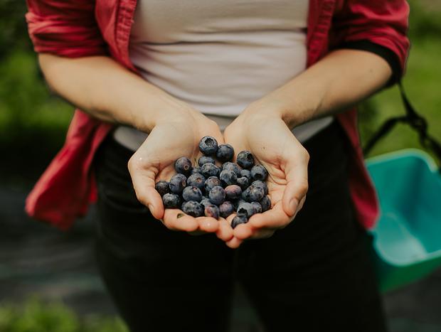 Photo 3 for Blueberry Picking at Te Kopia Farm