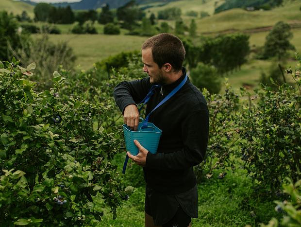 Photo 4 for Blueberry Picking at Te Kopia Farm