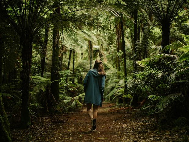 Photo 1 for Get Lost in the Redwoods