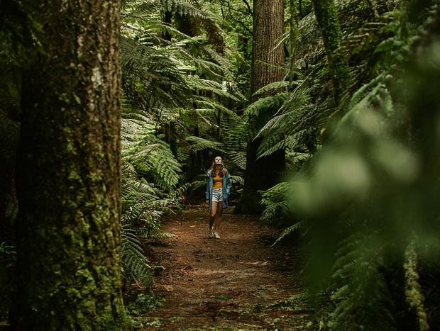 Photo 2 for Get Lost in the Redwoods
