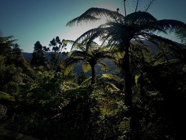 Photo 26 for The Dome Waikino - Privacy In Nature