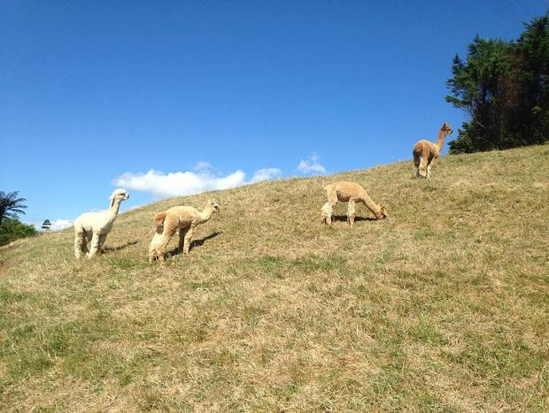 Photo 21 for The Dome Waikino - Privacy In Nature
