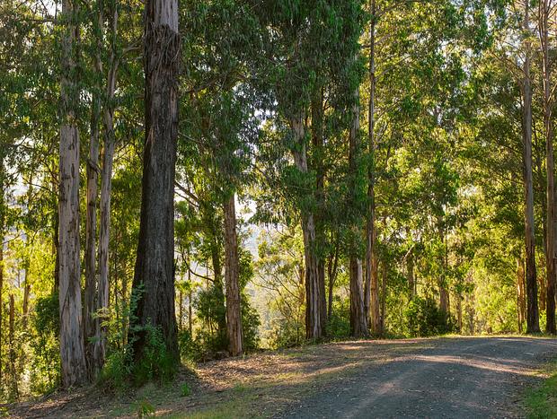 Photo 29 for Timber Top Lodge - unwind in a forest retreat