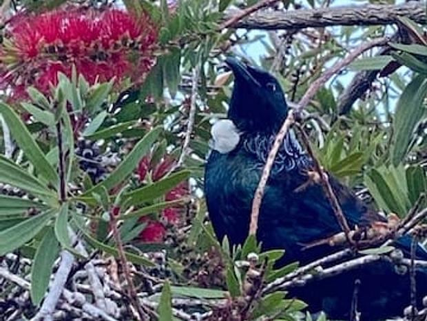 Photo 33 for Four Huia