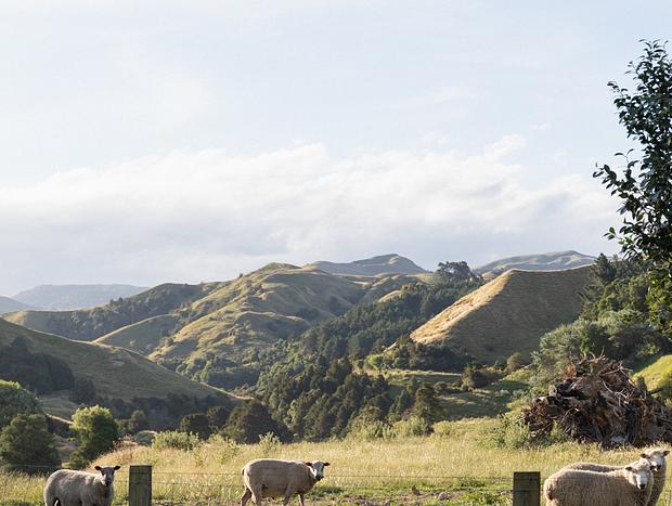 Photo 13 for Mokonui Cottage - Farmstay Rere Gisborne