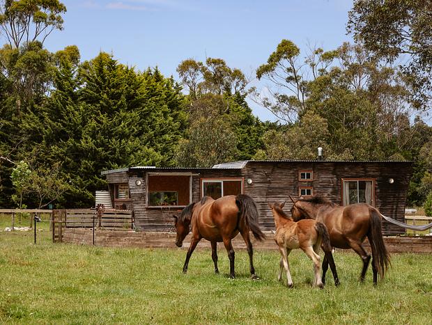 Photo 5 for 'Seahorse' At Wattle Bank Farm