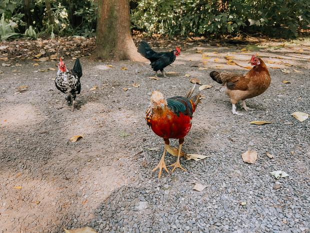 Photo 2 for Katikati Bird Gardens