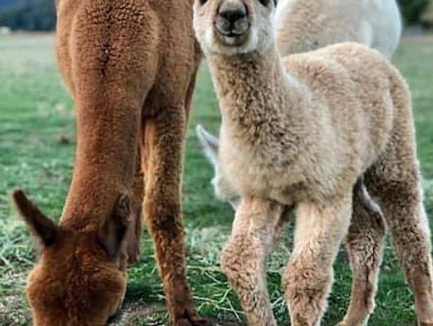 Alpacas on the Property