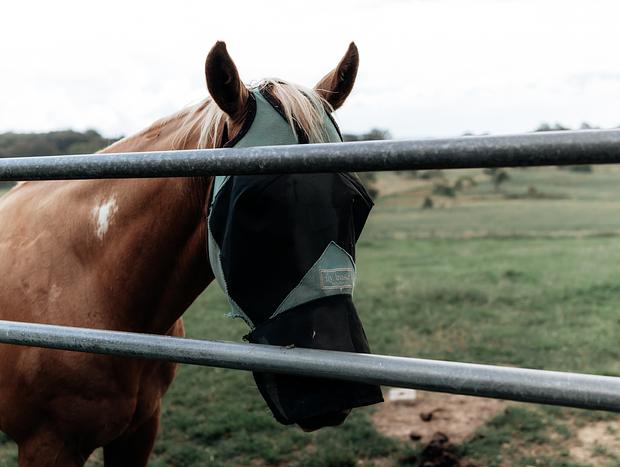 Photo 2 for Visit the Horses Around the Property