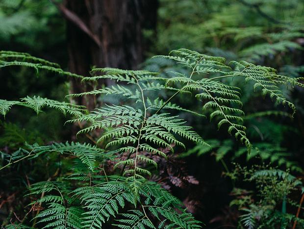 Photo 2 for Take a Slow Drive Through the Rainforest that Leads To The Property
