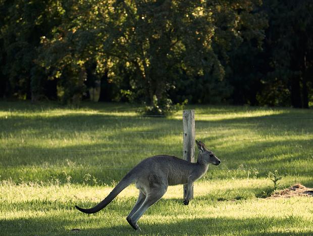 Photo 17 for The Wollombi Wanderer