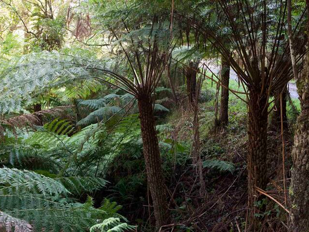 Photo 15 for Blackwood Cottage - Solitude In The Apollo Bay Hills