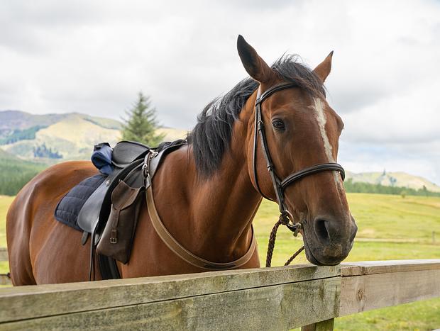 Photo 2 for Horse Trekking