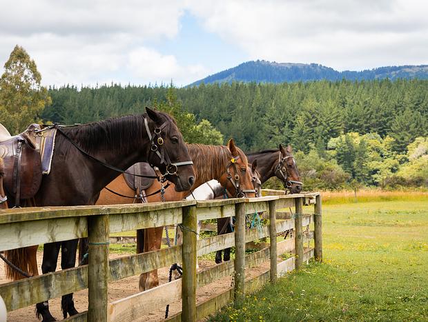 Photo 3 for Horse Trekking