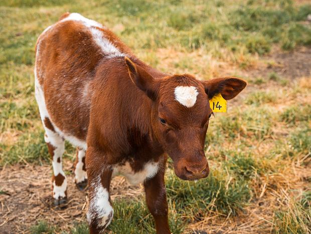 Photo 4 for Meet the Farm Animals