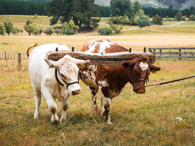 Photo 2 for Meet the Farm Animals