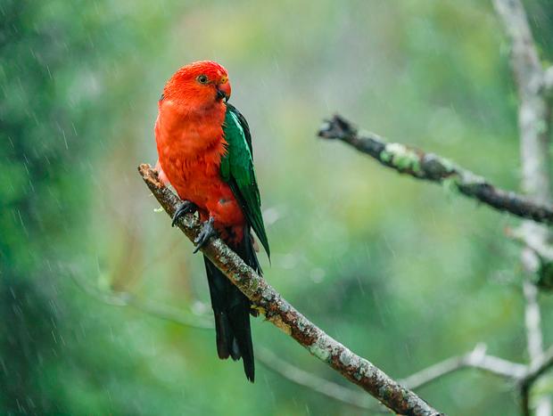 Photo 1 for Birdwatching from the Balcony & Wildlife spotting
