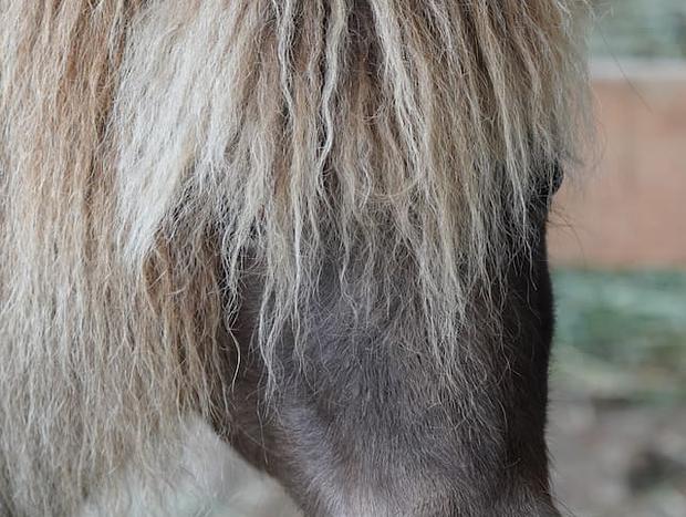 Photo 25 for Wildwood Studio: beach access, pets, horses