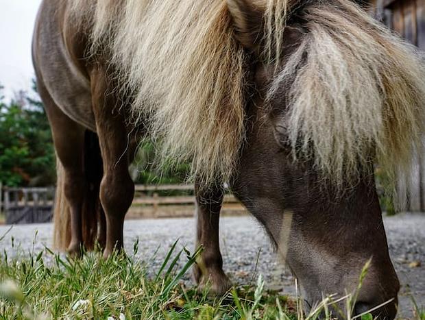 Photo 27 for Wildwood Studio: beach access, pets, horses