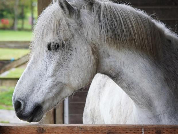 Photo 36 for Wildwood Studio: beach access, pets, horses