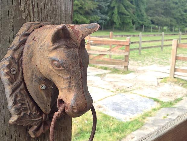 Photo 38 for Wildwood Studio: beach access, pets, horses