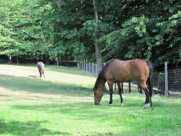 Photo 41 for Wildwood Studio: beach access, pets, horses