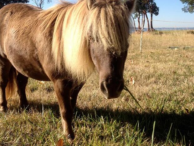 Photo 42 for Wildwood Studio: beach access, pets, horses